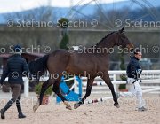 Clintige Tosc Tour2013- S5 1671 : Arezzo, Cavalli d'Italia, Clintige, Toscana Tour 2013, foto di Stefano Secchi ©